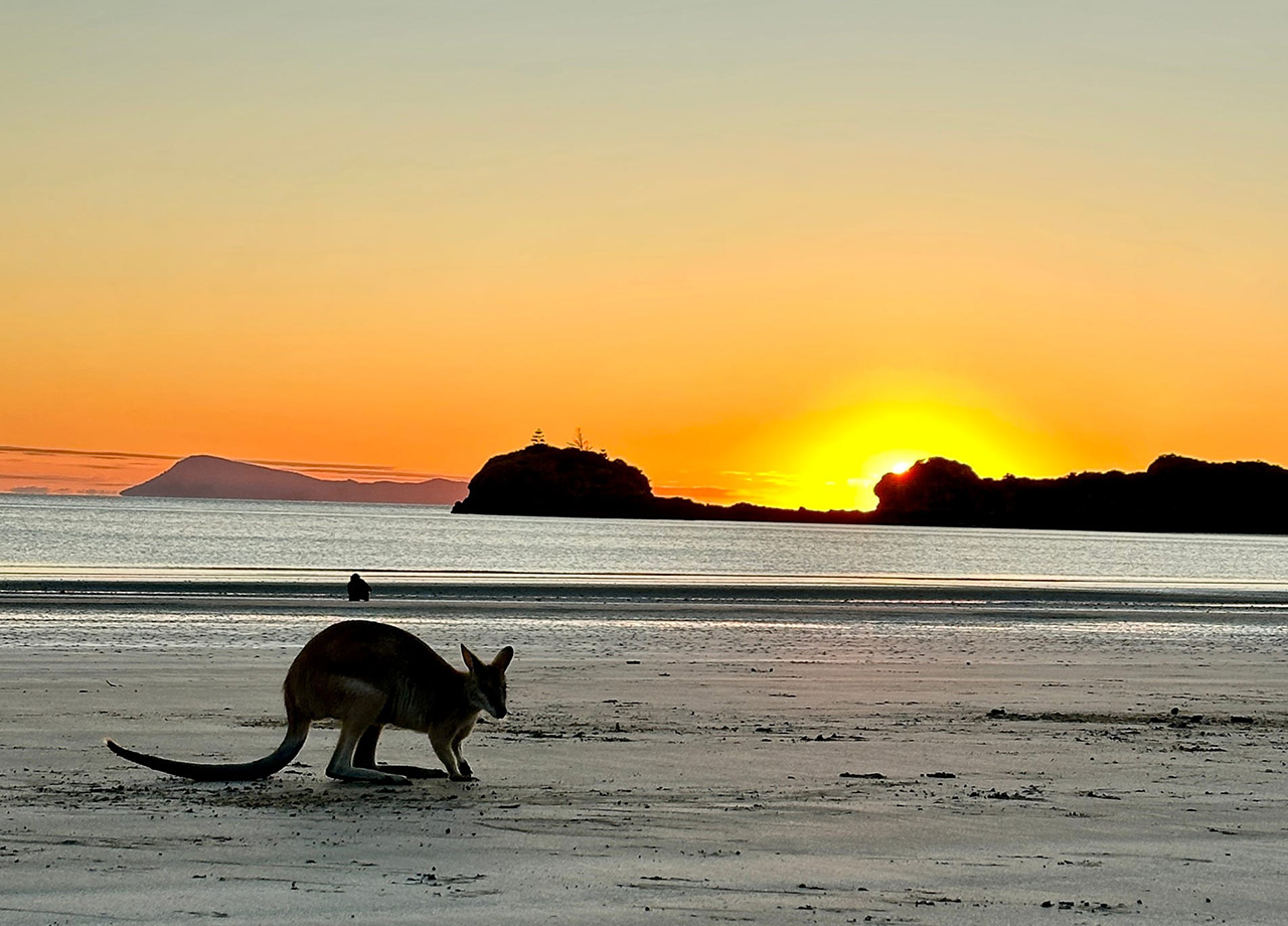 A wallaby on the beach near Mackay, Queensland with the sun rising over the ocean in the background
