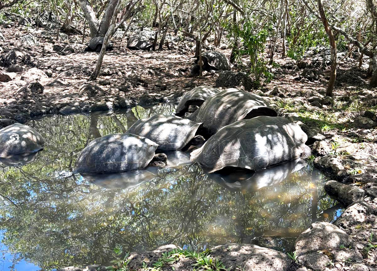 Galapagos tortoises wallow in a shallow pool shaded by trees