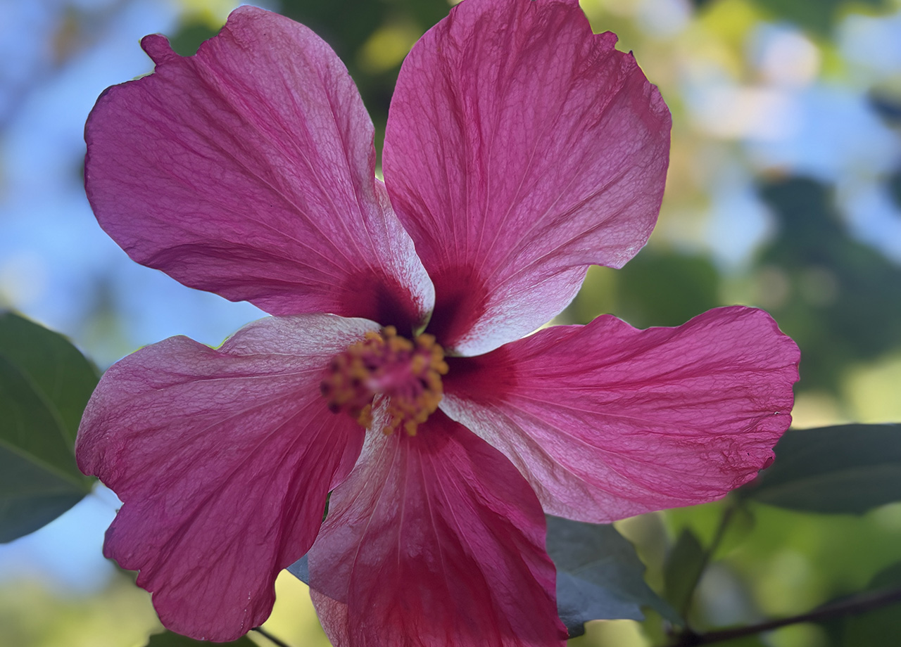 A pink hibiscus flower with five pink petals and a yellow centre with green leaves in the background